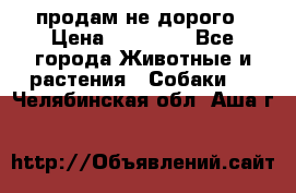 продам не дорого › Цена ­ 10 000 - Все города Животные и растения » Собаки   . Челябинская обл.,Аша г.